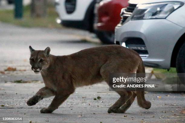 Picture released by Aton Chile showing an approximately one-year-old puma in the streets of Santiago on March 24, 2020 which according to the...