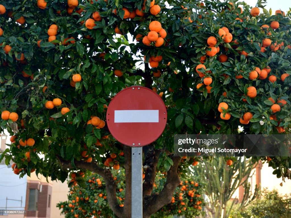 Ornamental orange trees in the street