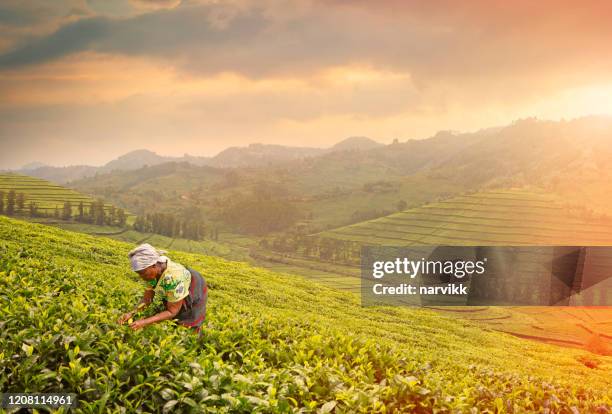 mulher colhendo folhas de chá - rwanda - fotografias e filmes do acervo