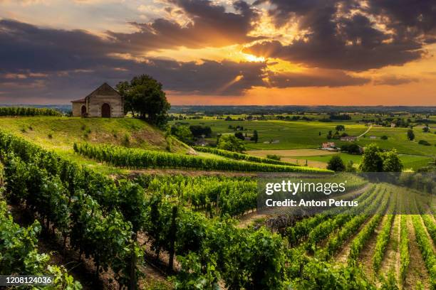 vineyards at sunset. bordeaux, france. traveling in france - vignes bourgogne photos et images de collection