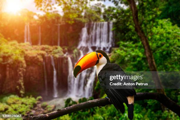 toucan on the background of iguazu falls. brazil. traveling in south america - cataratas del iguazú fotografías e imágenes de stock