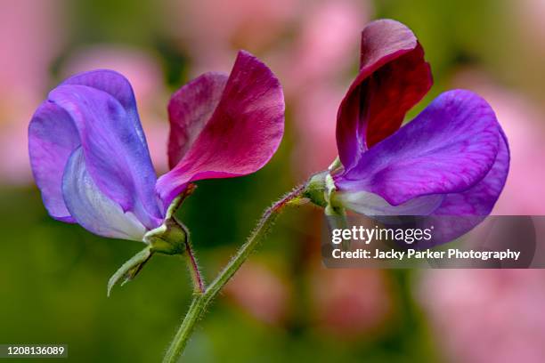 close-up image of the summer flowering red and purple vintage silk sweet-pea 'cupani' scented flower - sweet peas stock pictures, royalty-free photos & images