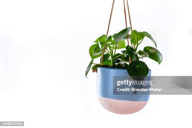 hanging basket pot chinese money plant indoor - hanging basket stock pictures, royalty-free photos & images