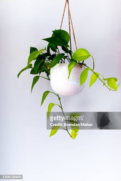 golden pothos devils ivy indoor plant vine in a hanging pot near doorway - ground ivy imagens e fotografias de stock