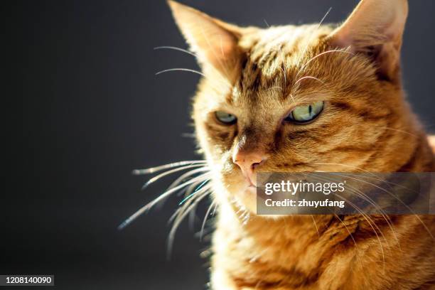 a grumpy yellow cat looking at camera - cat attitude stock pictures, royalty-free photos & images