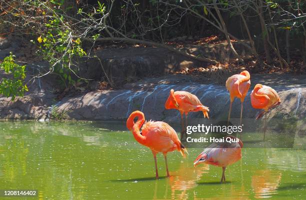 flamingo in phu quoc island, kien giang - jungle island zoological park stock pictures, royalty-free photos & images