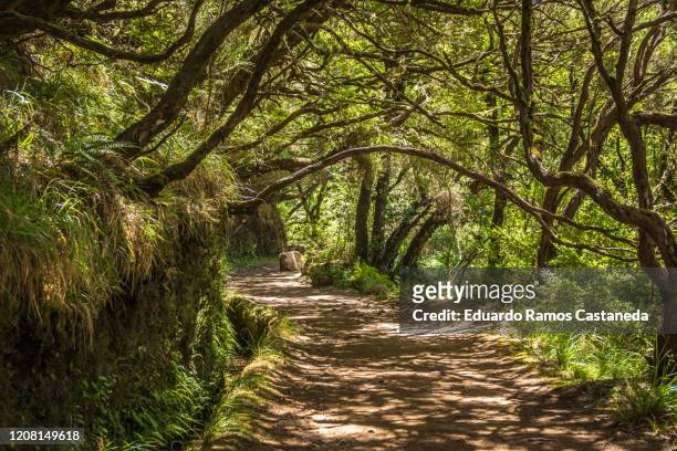 walking along a nature trail in a laurel forest crossed by a stream known as levada - madeira material stock-fotos und bilder