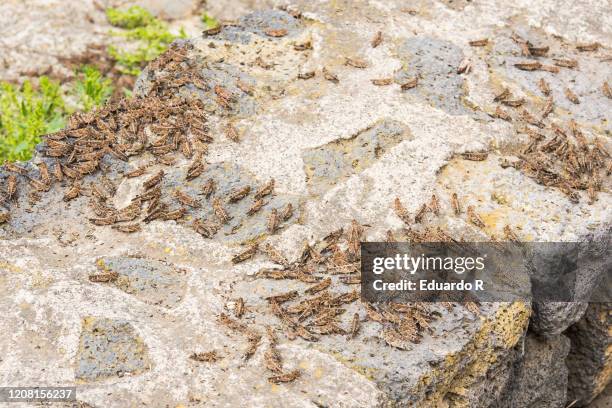 grasshopper or locust plague - saltamontes fotografías e imágenes de stock