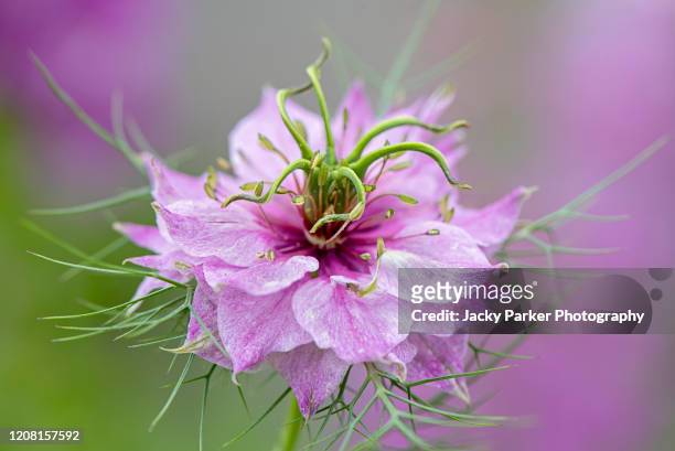 close-up image of the beautiful pink love-in-a-mist spring/summer flower also known as nigella damascena - nigella stock pictures, royalty-free photos & images