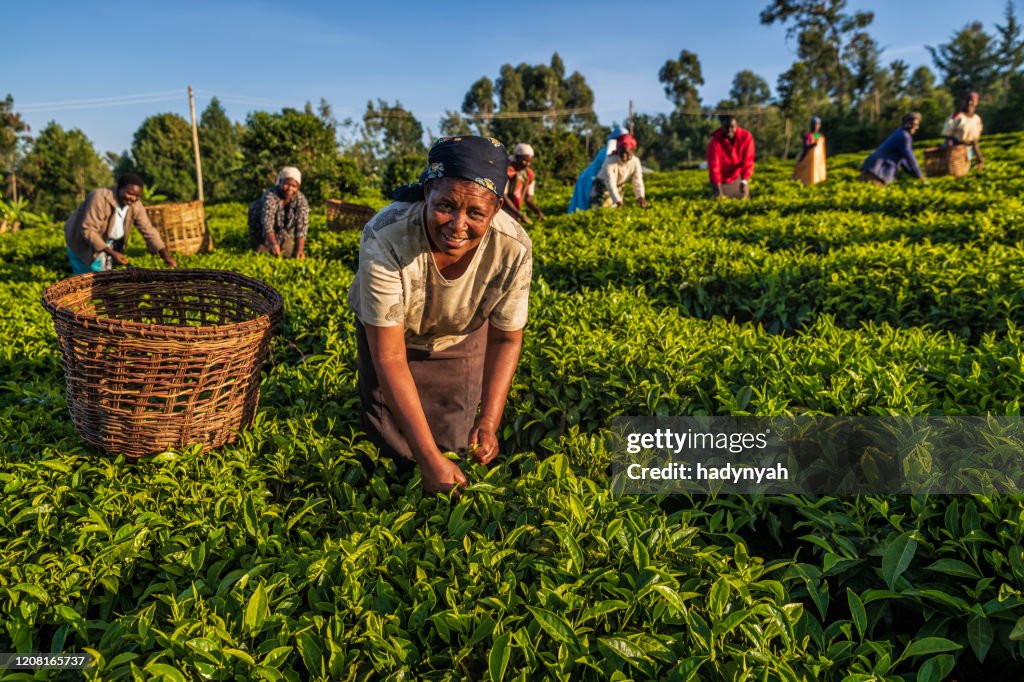 Afrikanische Frauen zupfen Teeblätter auf Plantage, Ostafrika