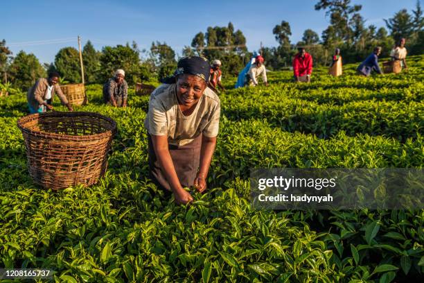 mujeres africanas arrancando hojas de té en plantaciones, - áfrica fotografías e imágenes de stock