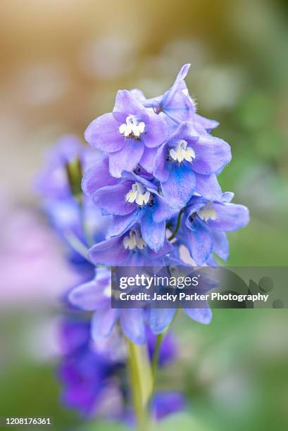 close-up image of the beautiful summer flowering, pale blue delphinium flowers in soft sunshine - riddarsporresläktet bildbanksfoton och bilder