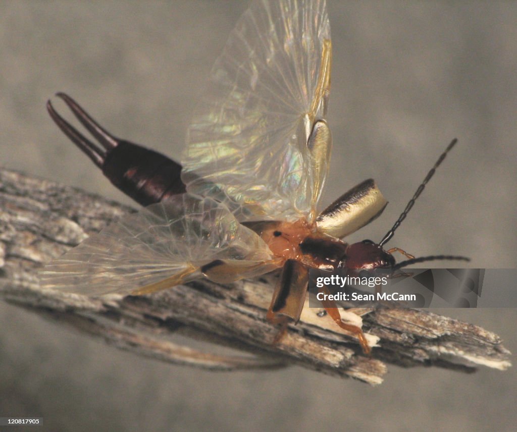Earwig Wings