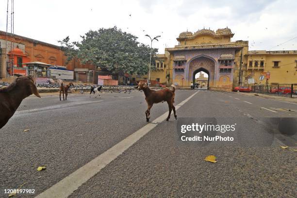 Goat seen at deserted Jalebi Chowk during the Lockdown imposed in the wake of the deadly novel coronavirus pandemic in Jaipur, Rajasthan,India. March...