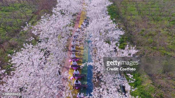 Tourists play zither under cherry trees, Yangzhou City, Jiangsu Province, China, March 25, 2020.-