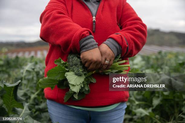 Maria picks broccoli at Stehly Farms Organics located in Valley Center, California on March 25, 2020. - Maria who is from Oaxaca, Mexico lives on the...