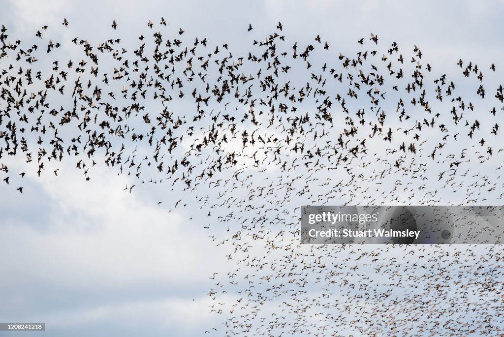 Murmuration of starlings