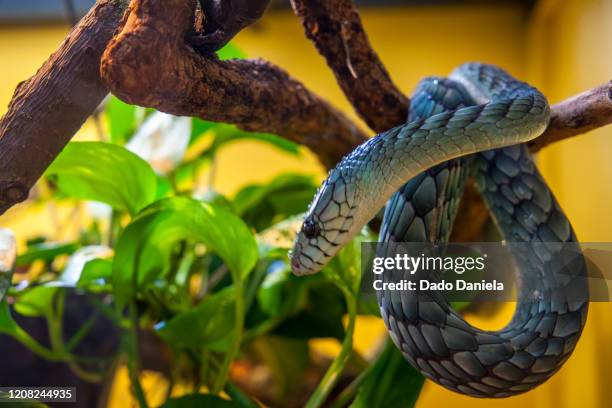 western green mamba dendroaspis viridis - terrarium stock pictures, royalty-free photos & images