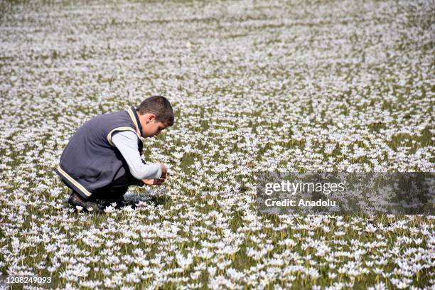 View of Mus Plain as a kid picking up flowers after snowdrops came into bloom on March 26, 2020 in Turkey's Mus. Snowdrops, also known as 'the herald...