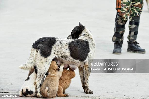 Stray dog feeds her puppies during a government-imposed nationwide lockdown as a preventive measure against the COVID-19 coronavirus in Srinagar on...