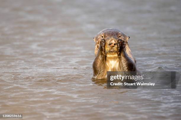 sea otters in the wild - cute otter stock pictures, royalty-free photos & images
