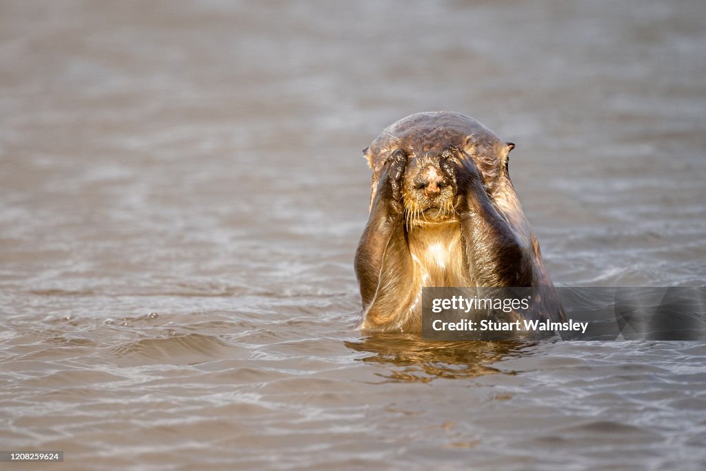 Sea otters in the wild