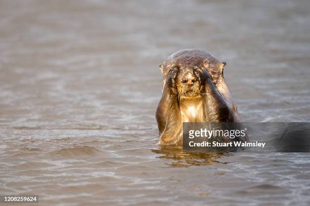 sea otters in the wild - sea otter stock pictures, royalty-free photos & images