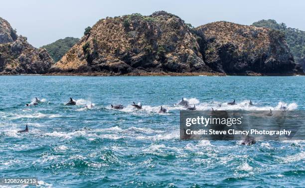 pod of dolphins - bay of islands new zealand stock pictures, royalty-free photos & images
