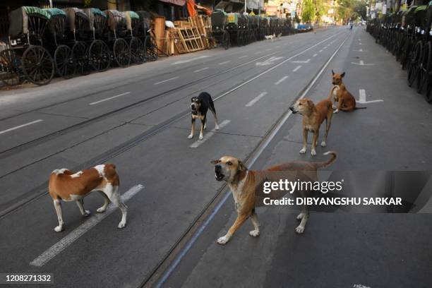 Dog Riding Rickshaw 1,720 Dog Measure Stock Photos, High-Res Pictures, and Images - Getty ...