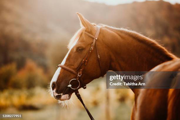 pferd fuchs im herbst im gegenlicht als portrait porträt - 動物の状態 ストックフォトと画像