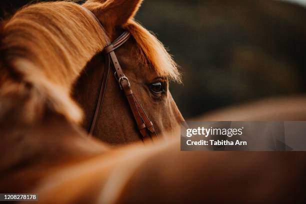 pferd fuchs im herbst im gegenlicht als portrait porträt - 馬術大会 ストックフォトと画像