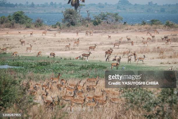 Antelopes graze at the Murchison Falls National Park in northwest of Uganda, on January 25, 2020. - When exploitable crude oil deposits were...