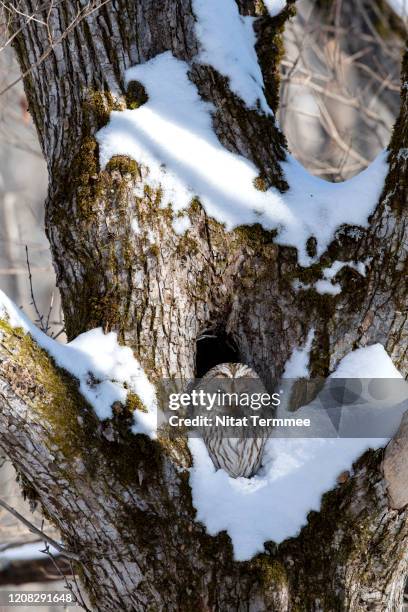 the ural owl (strix uralensis) is a fairly large nocturnal owl in tree hole. found in tsurui town, hokkaido, japan. - ural owl stock pictures, royalty-free photos & images