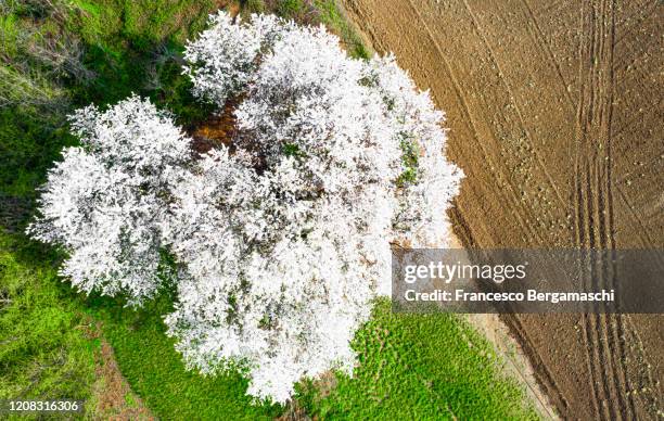 zenithal aerial view of cherry tree in bloom. - milan aerial stock pictures, royalty-free photos & images