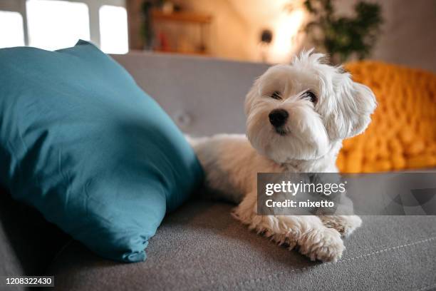 cute maltese dog relaxing on sofa at modern living room - bichon dog stock pictures, royalty-free photos & images