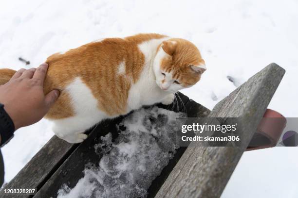 cutie  domestic japanese cat sitting on the bench and snow cover the bench bear lake toya hokkaido japan - hokkaido inu stock pictures, royalty-free photos & images