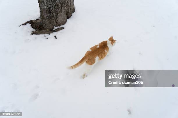 cutie  domestic japanese cat sitting on the bench and snow cover the bench bear lake toya hokkaido japan - hokkaido inu stock pictures, royalty-free photos & images