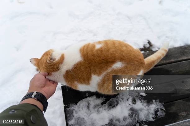 cutie  domestic japanese cat sitting on the bench and snow cover the bench bear lake toya hokkaido japan - hokkaido inu stock pictures, royalty-free photos & images