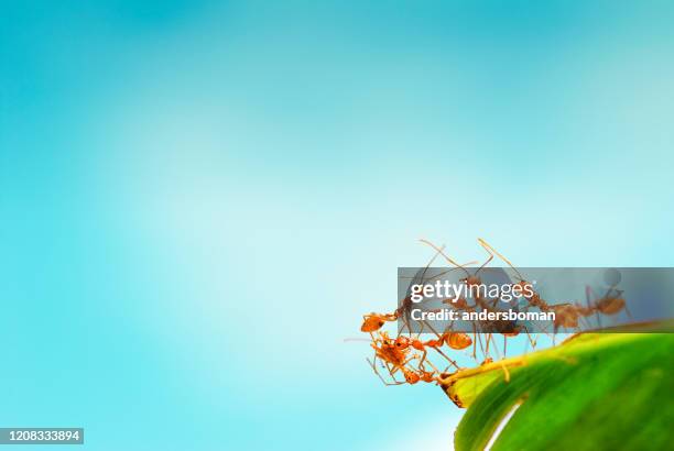 group of red ants on a banana leaf - fire ant stock pictures, royalty-free photos & images