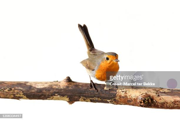 red robin on a branch - linda rama fotografías e imágenes de stock