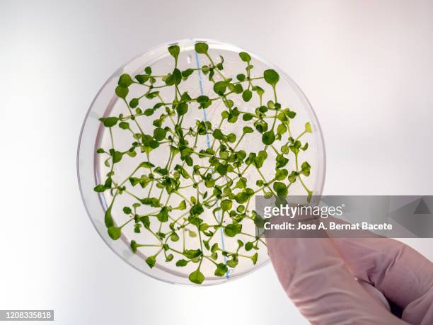 seeds germinating in a plate of gel ms with antibiotics. petri dish with arabidopsis mutant seedlings. spain - ogm stock-fotos und bilder