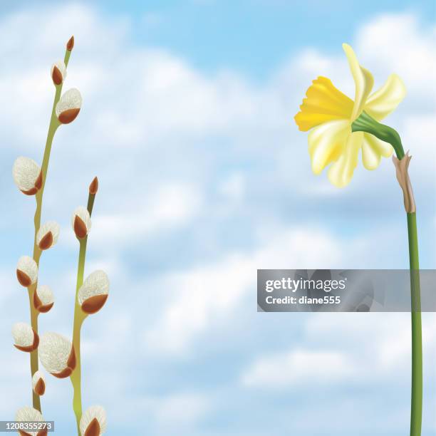 pussy willow daffodil background - daffodil background stock illustrations