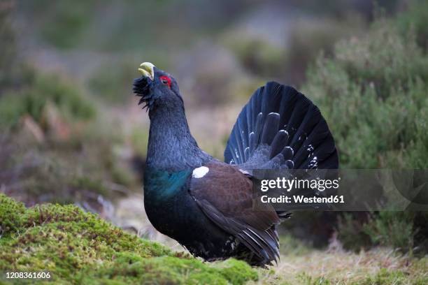 scotland, caledonian forest, mating western capercaillie - tetrao urogallus stock pictures, royalty-free photos & images