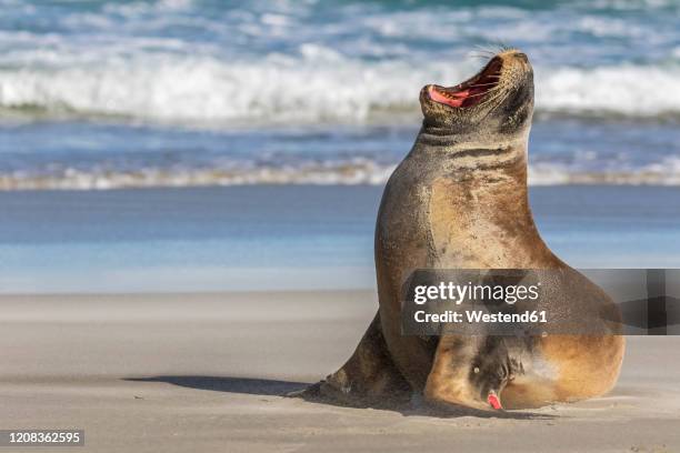 new zealand, dunedin, new zealand sea lion (phocarctos hookeri) yawning on allans beach - zeeleeuw stockfoto's en -beelden