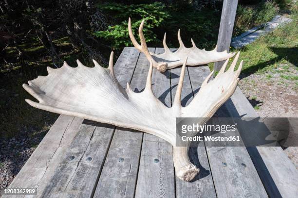 canada, nova scotia, elk antlers lying on outdoor table - antler 個照片及圖片檔