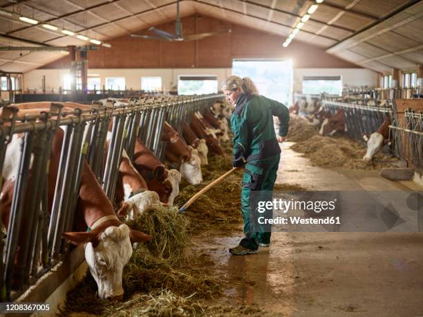 female farmer feeding cows in stable on a farm - stable stock pictures, royalty-free photos & images