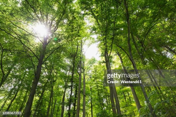 germany, north rhine westfalia, eifel, eifel national park, low angle view of green beech trees (fagus) with sunlight - backlight　green ストックフォトと画像