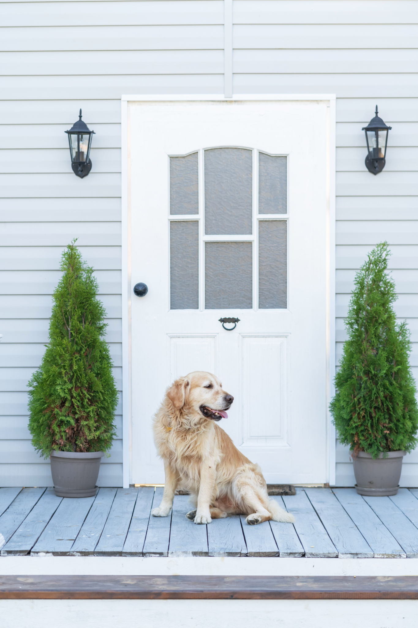 dog guarding home