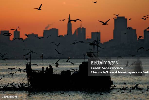HERRING_0376_fl.jpg Herring fishing boats and thousand of birds cover the morning sky seen from Sausalito looking out at San Francisco bay. Every...