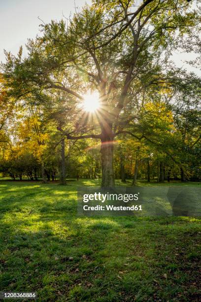 northern english garden in autumn, oberfohring, munich, germany - englischer garten stock-fotos und bilder